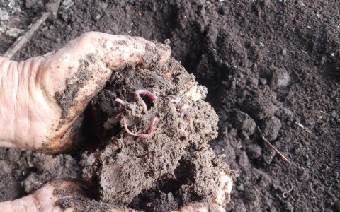 Turning Waste into Wealth: Farmers learning the art of vermicomposting